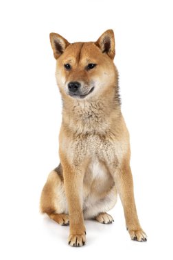 Beyaz arkaplan önünde shiba inu