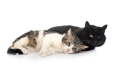 Beyaz arka planda sokak kedileri