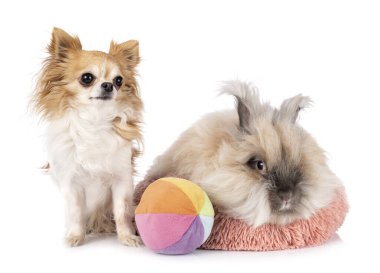 Beyaz arka planda İngiliz Angora ve Chihuahua