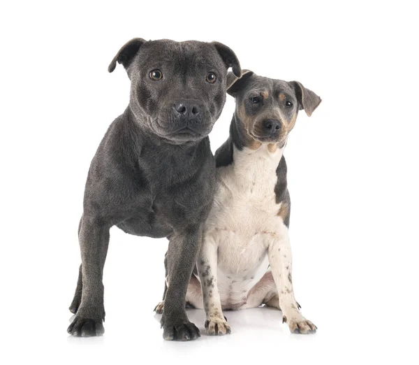 Brazilian Terrier Och Staffy Framför Vit Bakgrund — Stockfoto