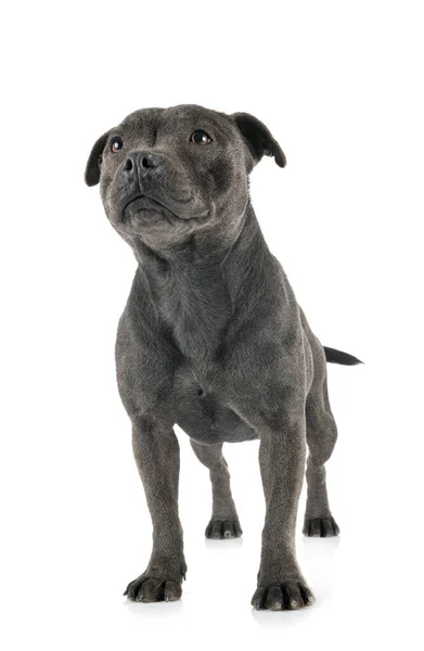 Staffordshire Bull Terrier Voorkant Van Witte Achtergrond — Stockfoto