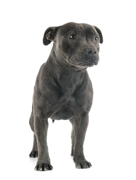 Staffordshire Bull Terrier Przed Białym Tle — Zdjęcie stockowe