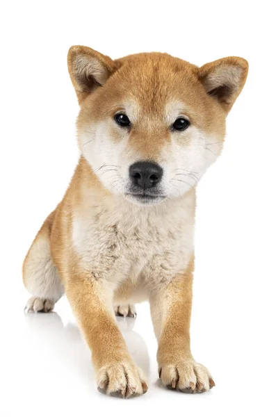 Shiba Inu Devant Fond Blanc — Photo