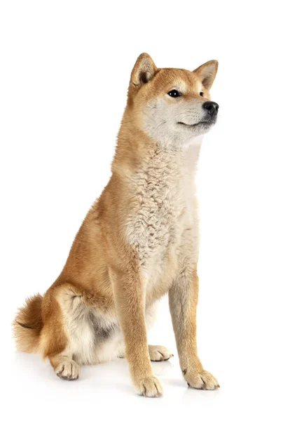 Shiba Inu Framför Vit Bakgrund — Stockfoto