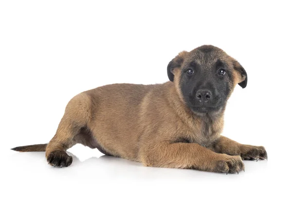 Valp Belgisk Vallhund Framför Vit Bakgrund — Stockfoto