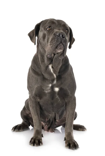 Vrouwelijke Italiaanse Mastiff Voorkant Van Witte Achtergrond — Stockfoto