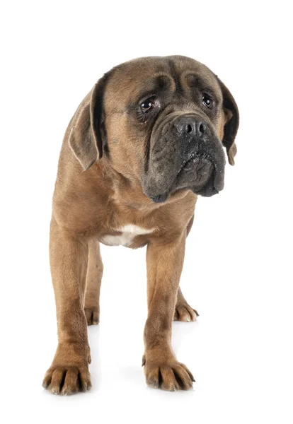 Femelle Italienne Mastiff Face Fond Blanc — Photo