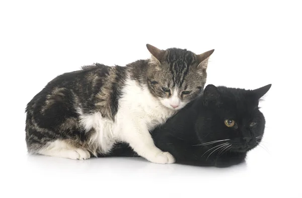 Αδέσποτες Γάτες Μπροστά Από Λευκό Φόντο — Φωτογραφία Αρχείου