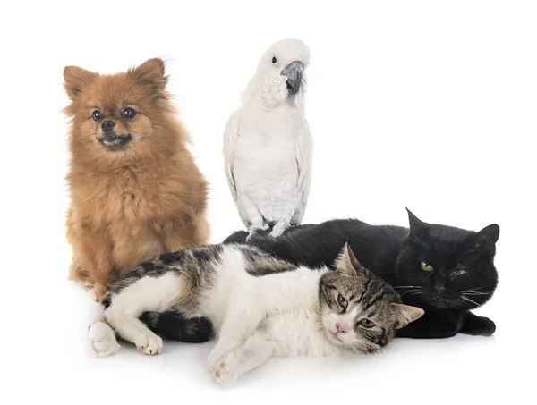 Αδέσποτες Γάτες Spitz Και Cockatoo Μπροστά Από Λευκό Φόντο — Φωτογραφία Αρχείου