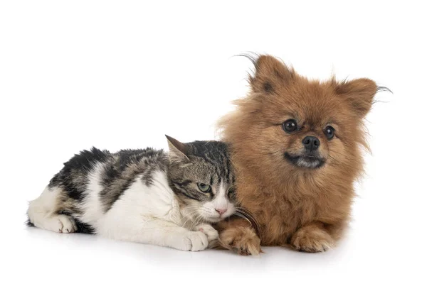 Streunende Katze Und Spitz Vor Weißem Hintergrund — Stockfoto