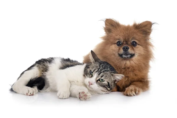 Streunende Katze Und Spitz Vor Weißem Hintergrund — Stockfoto