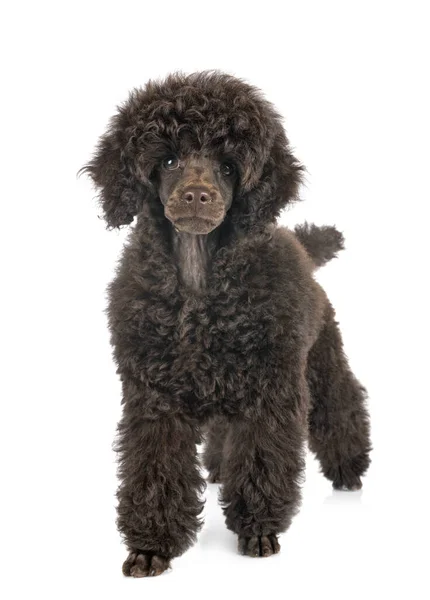 Cachorro Brinquedo Poodle Frente Fundo Branco — Fotografia de Stock