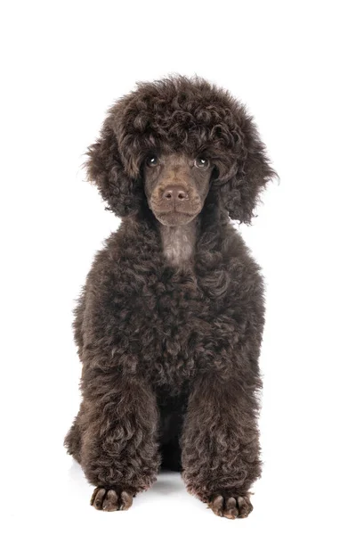 Puppy Toy Poodle Front White Background — Stock Photo, Image