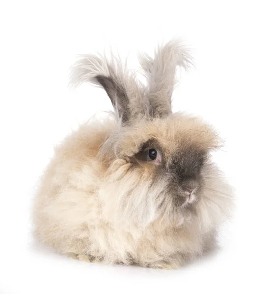 Inglês Angora Frente Fundo Branco — Fotografia de Stock