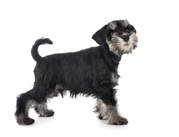 Miniaturschnauzer Vor Weißem Hintergrund — Stockfoto