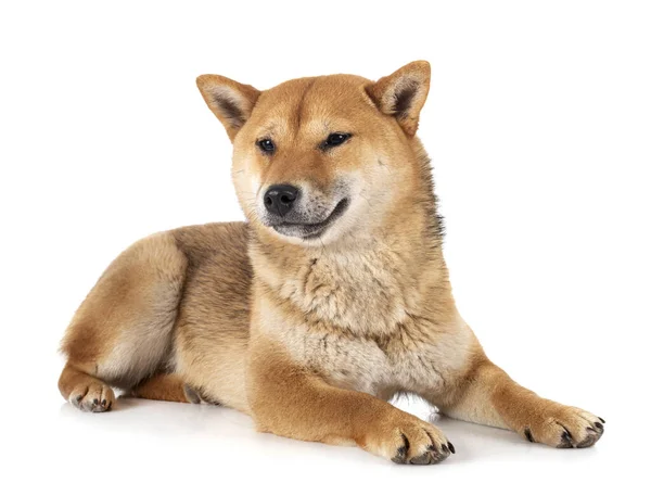 Shiba Inu Előtt Fehér Háttér — Stock Fotó