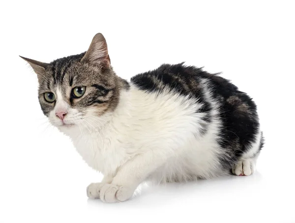 Stray Cat Front White Background — Stock Photo, Image