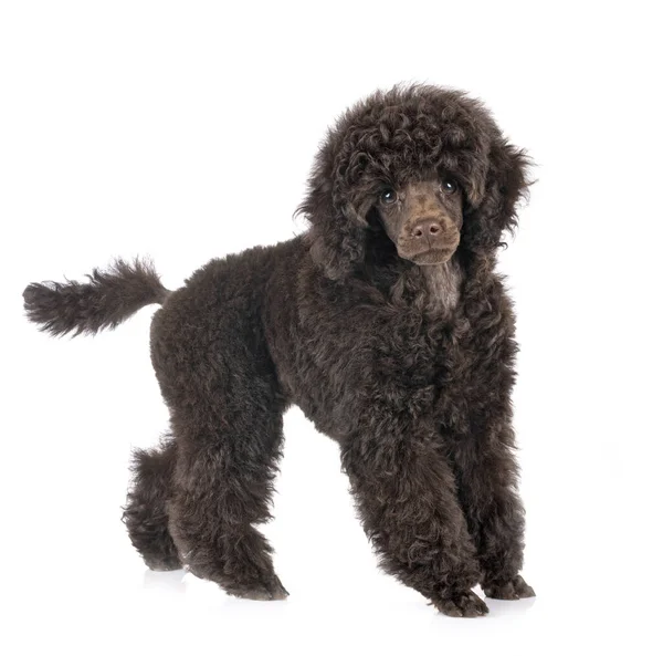 Cachorro Juguete Caniche Frente Fondo Blanco — Foto de Stock