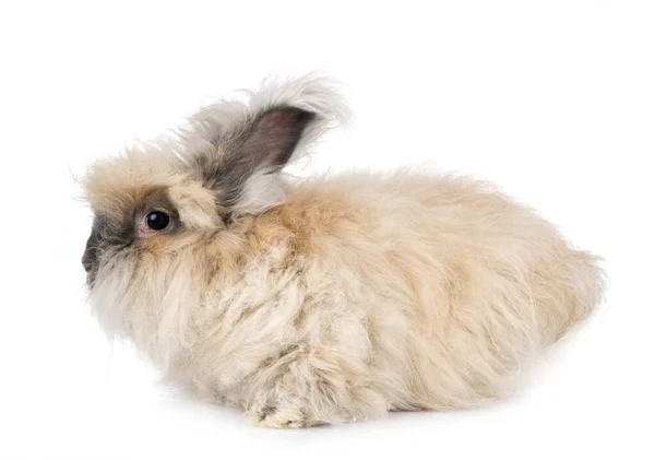 Inglés Angora Frente Fondo Blanco —  Fotos de Stock