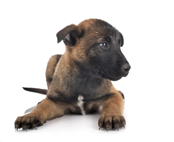 Puppy Belgian Shepherd Front White Background — Stock Photo, Image