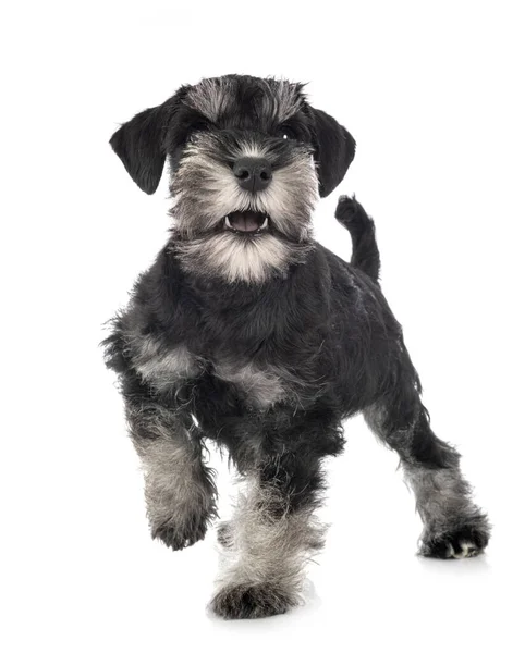 Miniatuur Schnauzer Voorkant Van Witte Achtergrond — Stockfoto