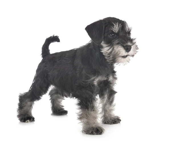 Miniatuur Schnauzer Voorkant Van Witte Achtergrond — Stockfoto