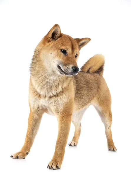 Shiba Inu Μπροστά Από Λευκό Φόντο — Φωτογραφία Αρχείου