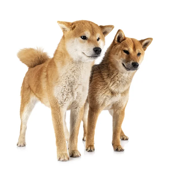 Shiba Inus Front White Background — Stock Photo, Image