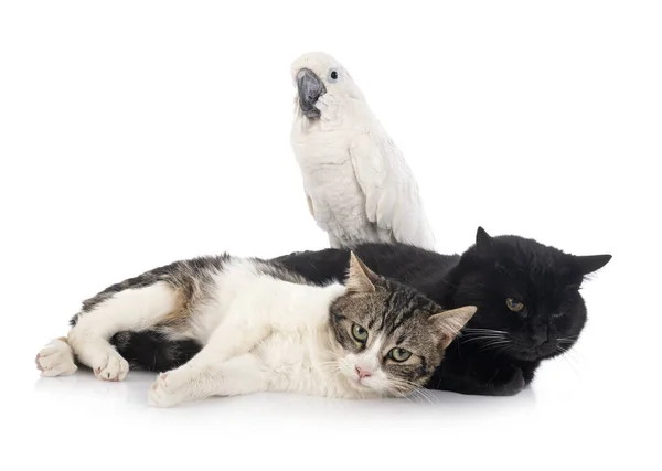 Beyaz Arka Planda Başıboş Kediler Papağanlar — Stok fotoğraf