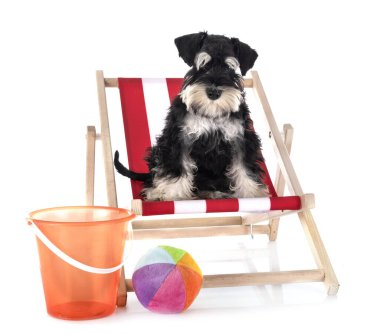 Beyaz arkaplan önünde minyatür schnauzer