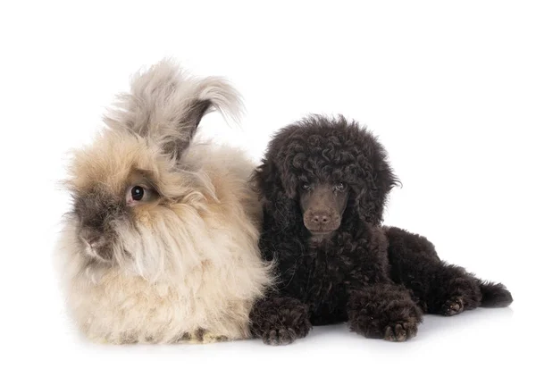 Cachorro Brinquedo Poodle Coelho Frente Fundo Branco — Fotografia de Stock