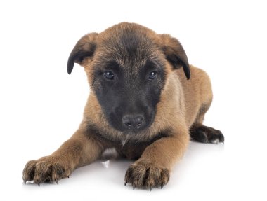 Beyaz arka plan önünde köpek yavrusu Belçika çoban
