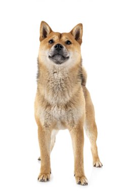 Beyaz arkaplan önünde shiba inu