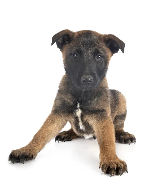 Welpe Belgischer Schäferhund Vor Weißem Hintergrund — Stockfoto