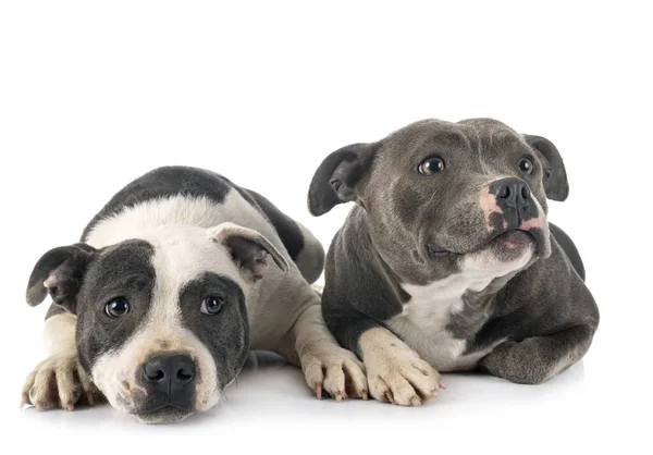 Staffordshire Bull Terriers Voor Witte Achtergrond — Stockfoto