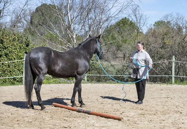 Equitação Menina Estão Treinando Ela Preto Cavalo — Fotografia de Stock