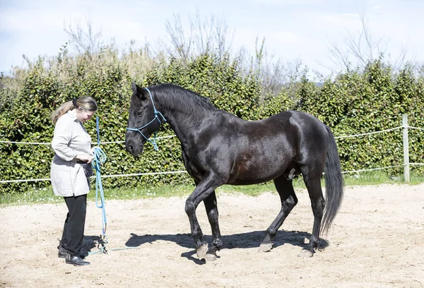 Equitazione Ragazza Sono Formazione Suo Nero Cavallo — Foto Stock