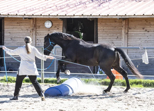 Equitação Menina Estão Treinando Ela Preto Cavalo — Fotografia de Stock