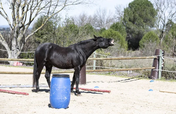 乗馬の女の子は黒い馬を訓練しています — ストック写真