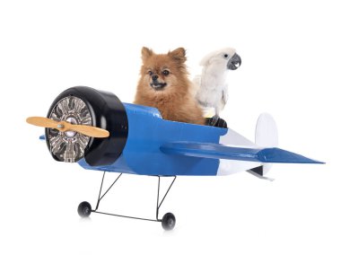 Genç Pomeranian, papağan ve beyaz arka planın önündeki uçak