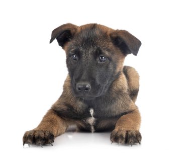 Beyaz arka plan önünde köpek yavrusu Belçika çoban