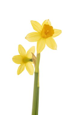 Narcissus Jonquilla beyaz arkaplan önünde