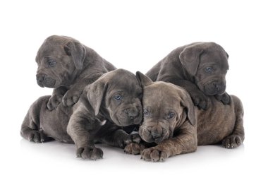 Köpek yavruları İtalyan mastifi beyaz arka planda