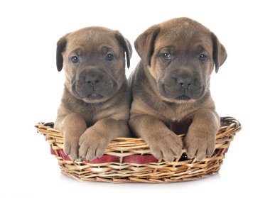 Köpek yavruları İtalyan mastifi beyaz arka planda