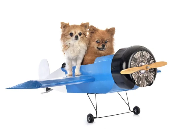 Cães Pequenos Avião Frente Fundo Branco — Fotografia de Stock