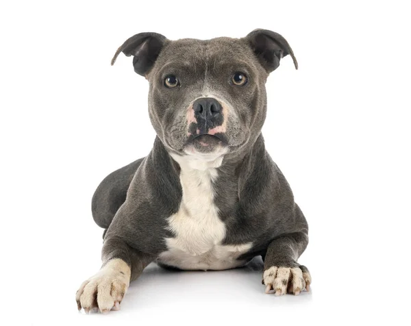 Staffordshire Bull Terrier Front White Background — Stock Photo, Image