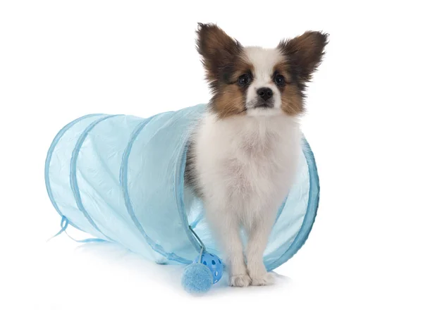 Puppy Papillon Dog Front White Background — Stock Photo, Image