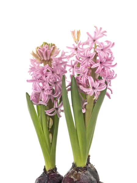 Roze Hyacint Voor Witte Achtergrond — Stockfoto