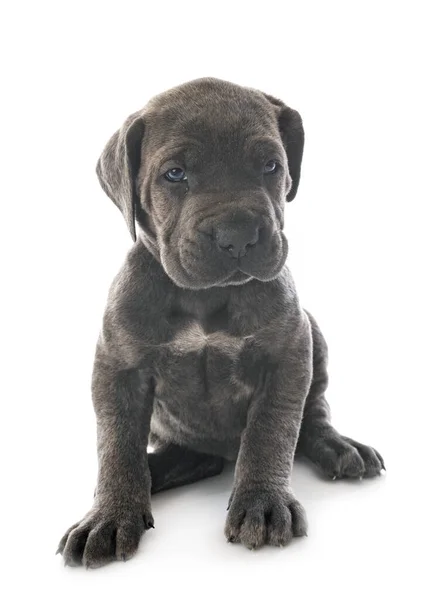 Hvalp Italiensk Mastiff Foran Hvid Baggrund - Stock-foto