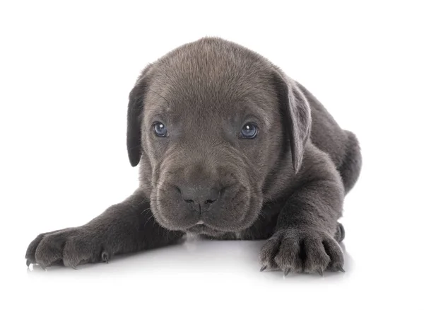 Cachorro Mastín Italiano Frente Fondo Blanco —  Fotos de Stock